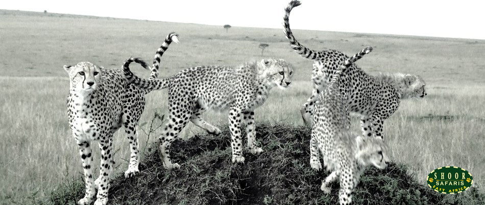 cheetahs in masai mara